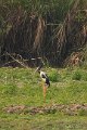 Black-necked Stork-Zwarthals Ooievaar_5642