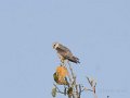 Black-shouldered Kite-Grijze Wouw_4578