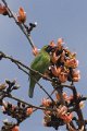 BluewingedLeafbird-Voorhoofdbladvogel_4836