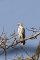 Changable Hawk Eagle-Indische Kuifarend_4111
