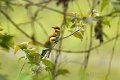 Chestnut-headed Bee-eater-Bruinkop Bijeneter_5574