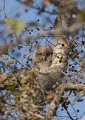 Dusky Eagle Owl-Coromandel Oehoe_5079