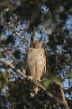 Dusky Eagle Owl-Coromandel Oehoe_5086