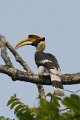 Great hornbill-Dubbelhoornige Neushoornvogel_5413