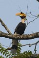 Great hornbill-Dubbelhoornige Neushoornvogel_5418