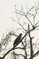Green Imperial Pigeon-Groene Muskaatduif_5648