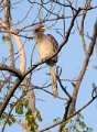 Indian Grey Hornbill-Wigstaart Tok_5067