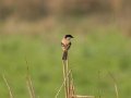 Long-tailed Shrike-Langstaartklauwier_5291
