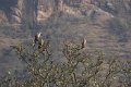 Longbilled Vulture, Indische Gier_4886