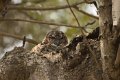 Mottled Wood Owl-Indische Bosuil_4248