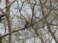 Oriental Pied Hornbill-Bonte Neushoornvogel_5282