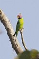 Plum-headed Parakeet-Pruimekopparkiet_4347
