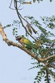Red-breasted Parakeet-Alexander Parkiet_5471