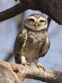 Spotted Owlet-Bramaanse Steenuil_4138a