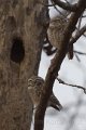 Spotted Owlet-Bramaanse Steenuil_4283