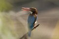 White-throated Kingfisher-Smyrna IJsvogel_4177