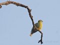 Yellow-footed Green Pigeon-Geelpoot Papagaaiduif_4582