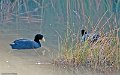 IMG_0291_Andian_Coot