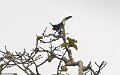 IMG_0310_Channel_billed_Toucan