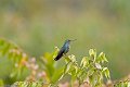 IMG_0314_Manny_Spotted_Hummingbird