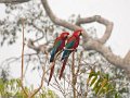 IMG_0317_Red_and_Green_Macaw