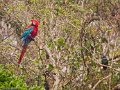 IMG_0319_Red_and_Green_Macaw_en_Blue_Headed_Parrot