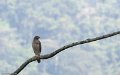 IMG_0320_Barred_Forest_Falcon