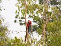 IMG_0320_Red_and_Green_Macaw