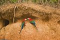 IMG_0323_Red_and_Green_Macaw