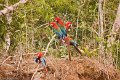 IMG_0325_Red_and_Green_Macaw
