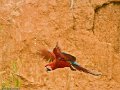 IMG_0326_Red_and_Green_Macaw