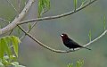 IMG_0326_Silver_beaked_Tanager