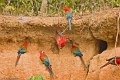 IMG_0328_Red_and_Green_Macaw