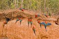 IMG_0329_Red_and_Green_Macaw