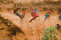 IMG_0332_Red_and_Green_Macaw