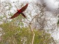 IMG_0335_Red_and_Green_Macaw