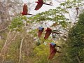 IMG_0336_Red_and_Green_Macaw