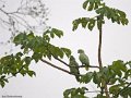 IMG_0351_Mealy_Parrot