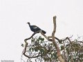 IMG_0353_Blue_Throated_Piping_Guan