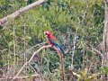 IMG_0354_Red_and_Green_Macaw