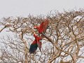 IMG_0364_Red_and_Green_Macaw