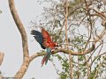 IMG_0366_Red_and_Green_Macaw