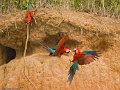 IMG_0367_Red_and_Green_Macaw