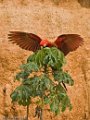 IMG_0368_Red_and_Green_Macaw