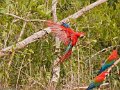 IMG_0369_Red_and_Green_Macaw