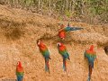 IMG_0370_Red_and_Green_Macaw
