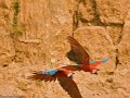 IMG_0371_Red_and_Green_Macaw