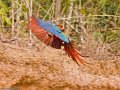 IMG_0372_Red_and_Green_Macaw