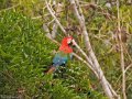 IMG_0374_Red_and_Green_Macaw