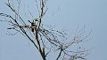 Braz 0692 White-Throated Toucan
